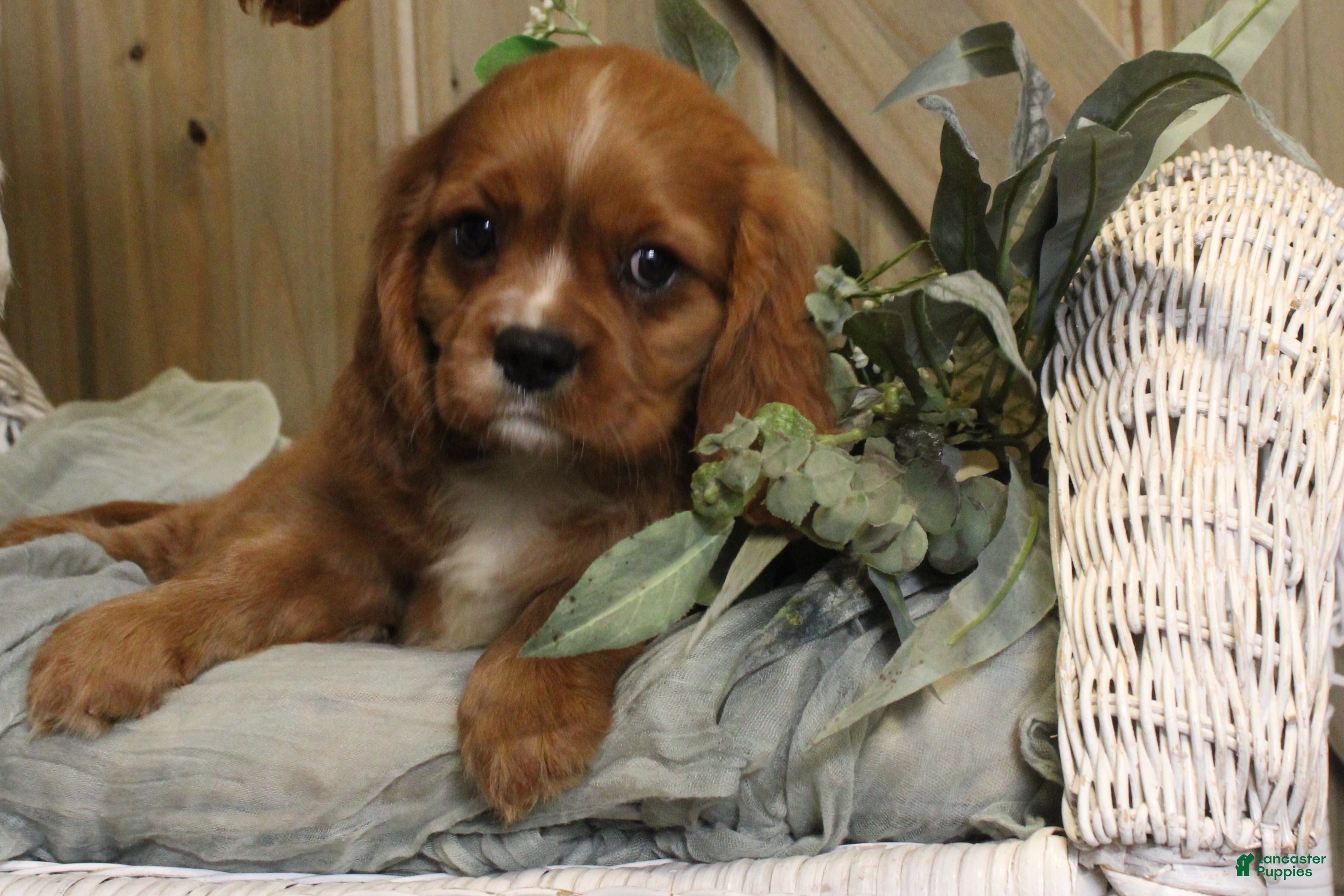 Cavalier King Charles Spaniel dogs Max - Ad 1
