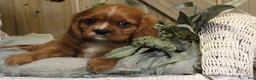 Cavalier King Charles Spaniel dogs for sale: Max - Ad 1