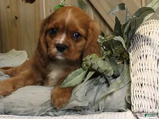 Cavalier King Charles Spaniel dogs for sale: Max - Ad 4