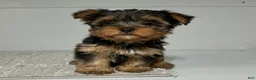 Yorkshire Terrier dogs for sale: Rufous  - Ad 3