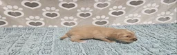 Mini Bernedoodle dogs for sale: F1b Carl - Ad 3