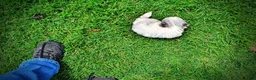 Havapoo dogs for sale: Sugar - Ad 6
