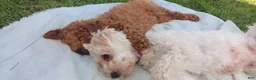 Maltipoo dogs for sale: Rex - Ad 3