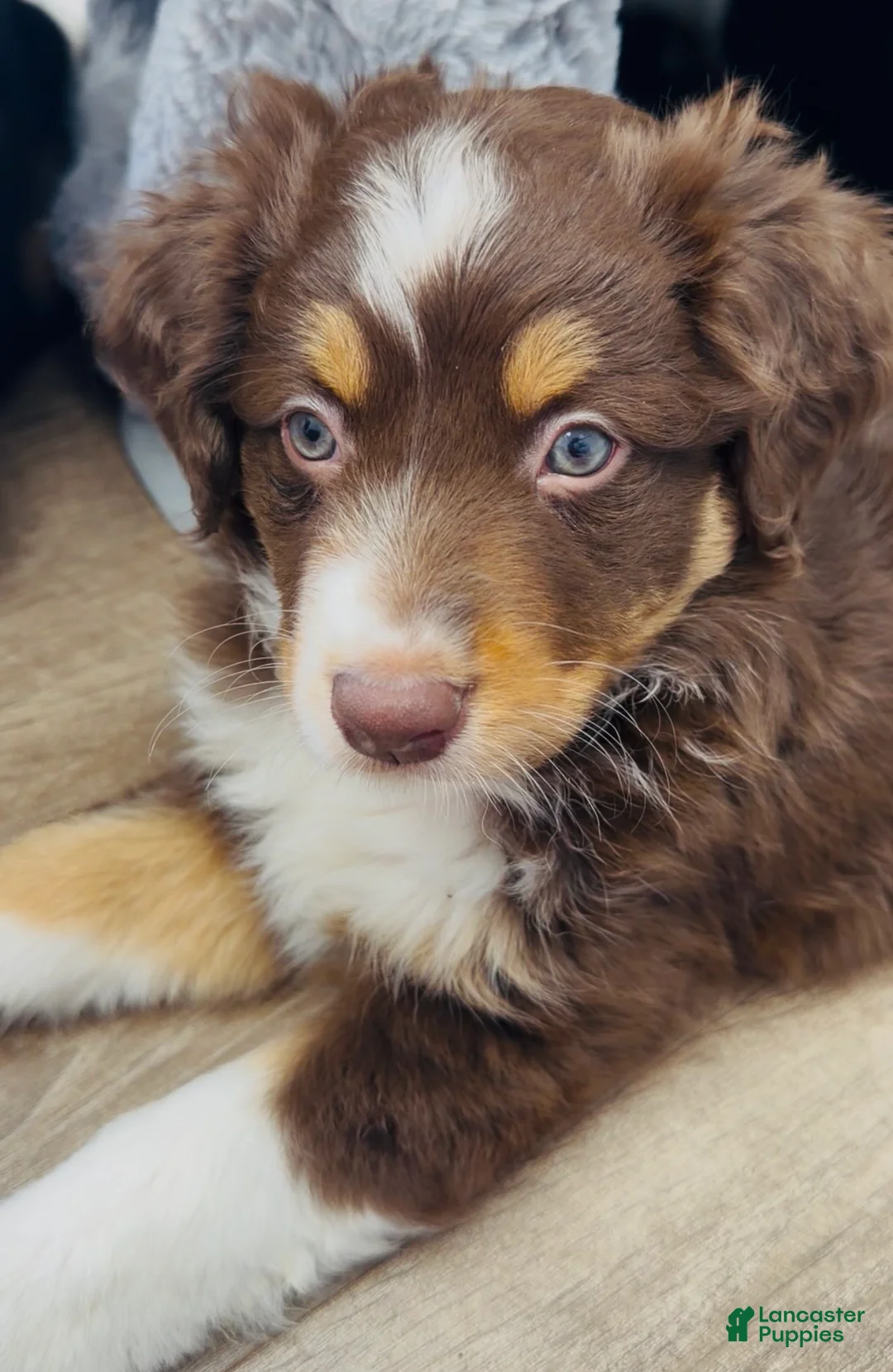 Australian Shepherd dogs for sale: Whales - Ad 1
