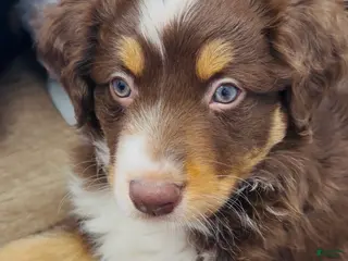 Australian Shepherd dogs for sale: Whales - Ad 4