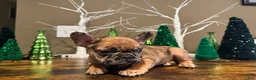 French Bulldog dogs for sale: French Bulldog Puppy 1 - Ad 1