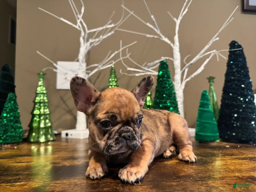 French Bulldog dogs for sale: French Bulldog Puppy 1 - Ad 1