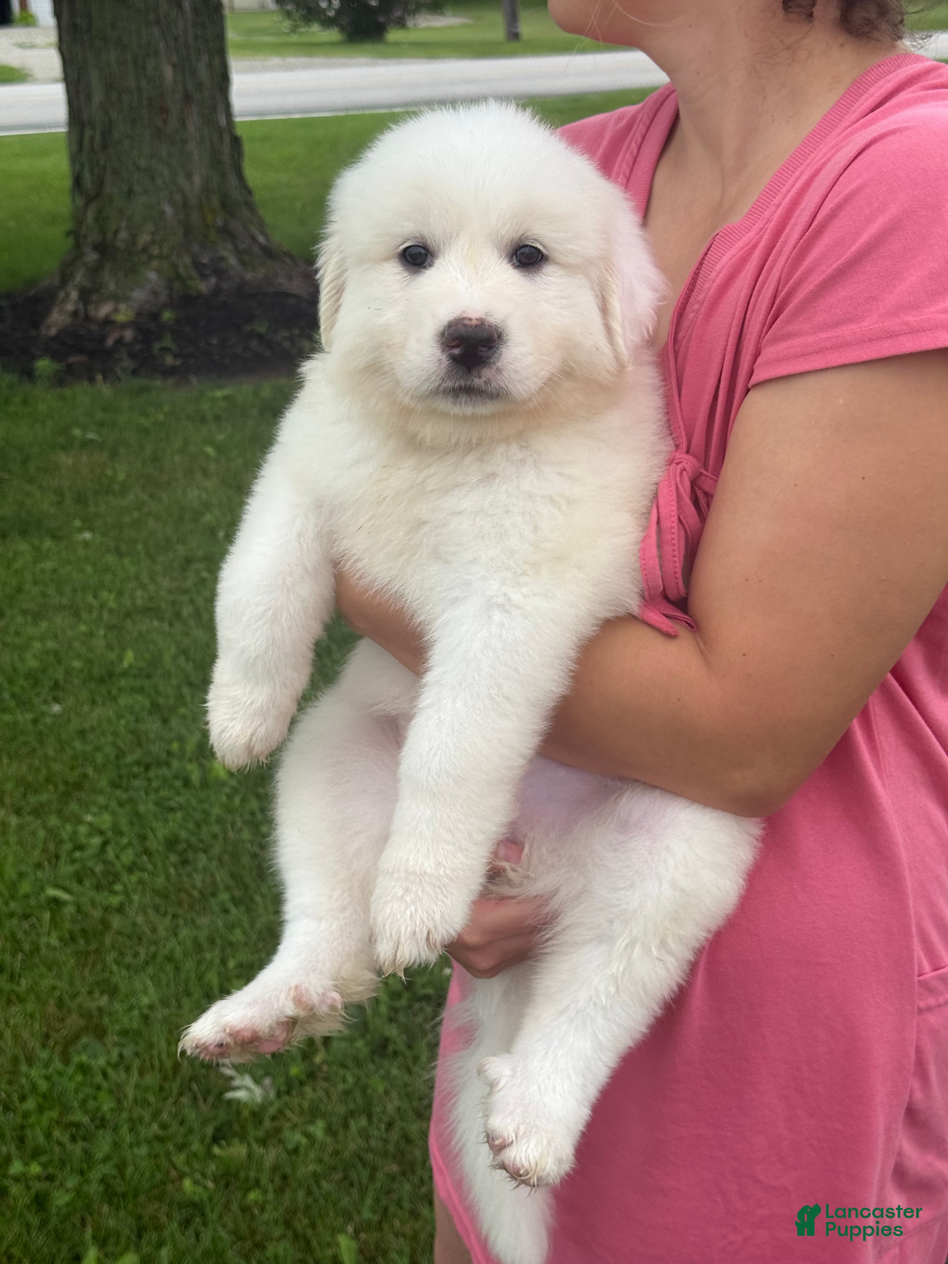 Great Pyrenees dogs Mrs Pink - Ad 13