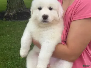 Great Pyrenees dogs Mrs Pink - Ad 13