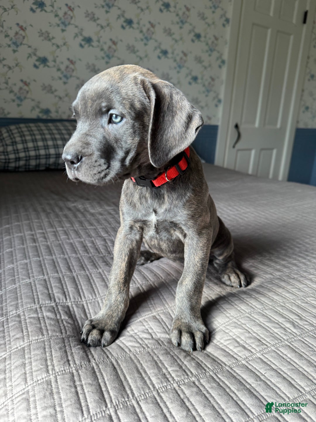 Cane Corso dogs for sale: Stormii - Ad 22