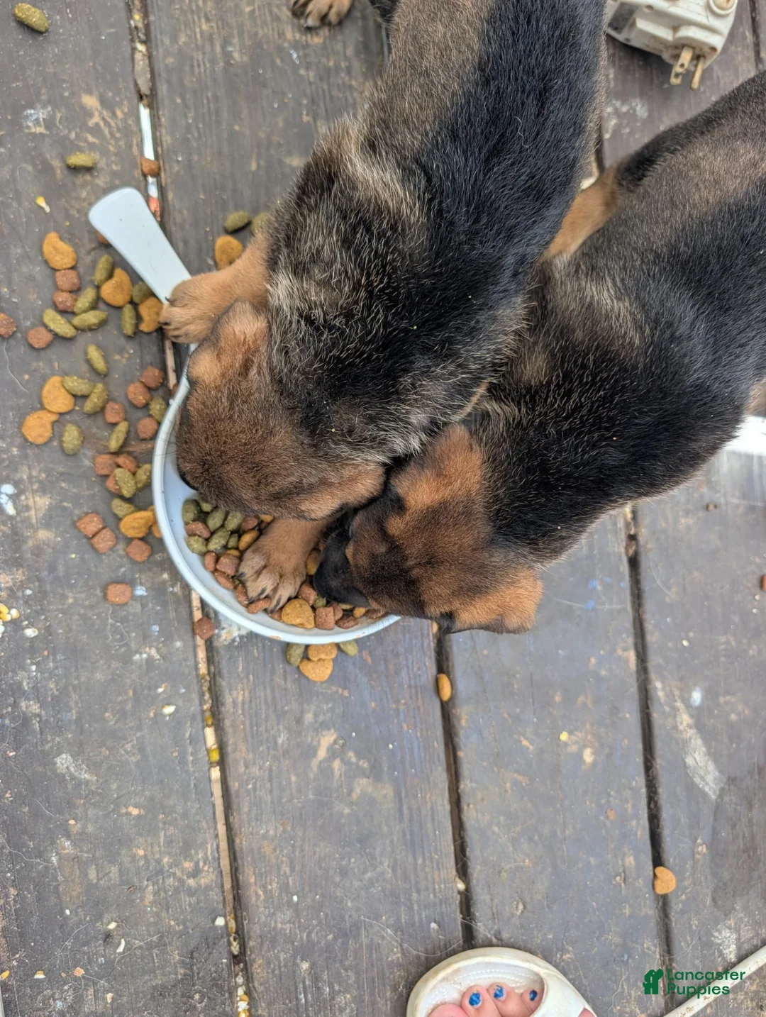 Mixed Breed dogs for sale: Mixed Breed 1 - Ad 2