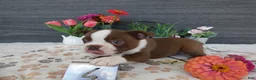 Boston Terrier dogs for sale: Boston Terrier 4 Gracy - Ad 2