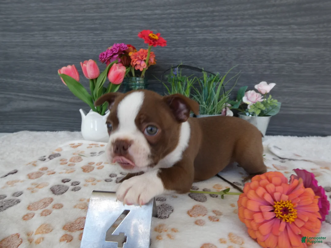Boston Terrier dogs for sale: Boston Terrier 4 Gracy - Ad 2