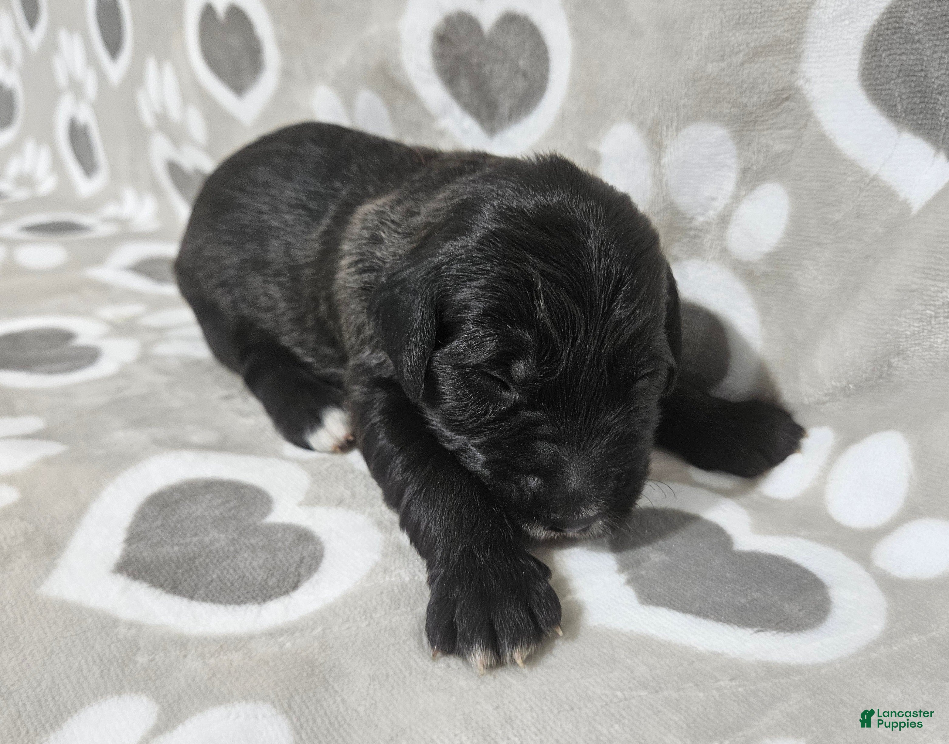 Goldendoodle dogs F1 BlackEyedPea - Ad 29