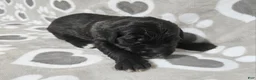 Goldendoodle dogs for sale: F1 BlackEyedPea - Ad 1