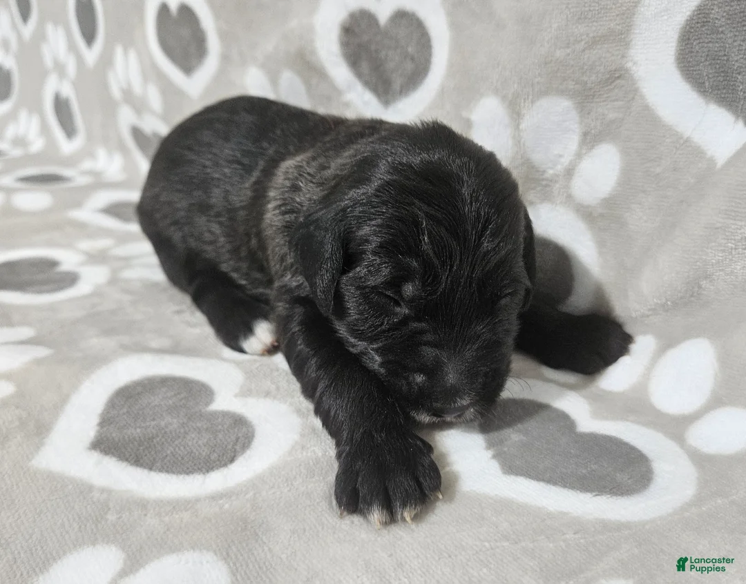 Goldendoodle dogs for sale: F1 BlackEyedPea - Ad 1