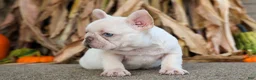 French Bulldog dogs for sale: Ronnie🐾 - Ad 10