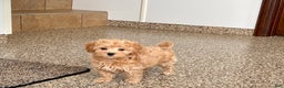 Maltipoo dogs for sale: Tigger  - Ad 13