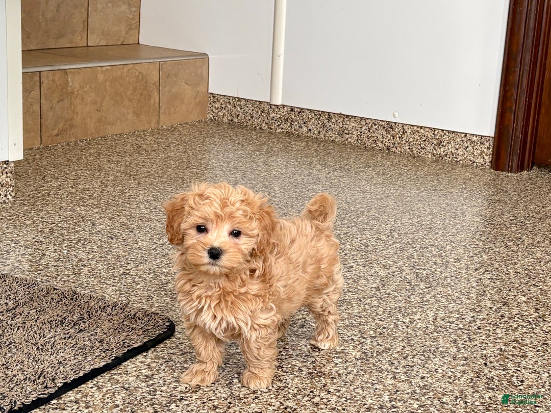 Maltipoo dogs for sale: Tigger  - Ad 13