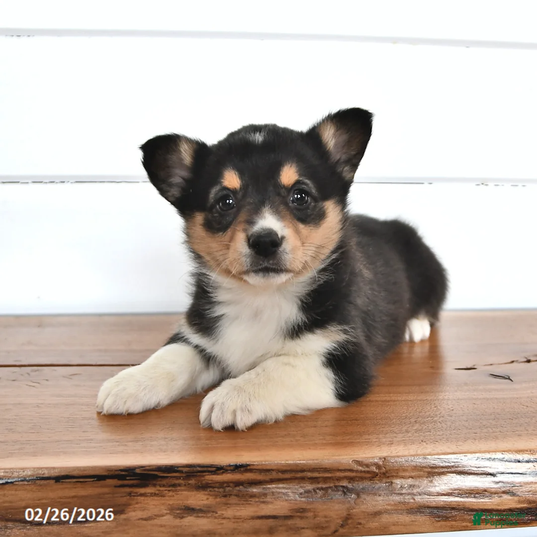 Welsh Corgi Pembroke dogs for sale: Honey - Ad 1