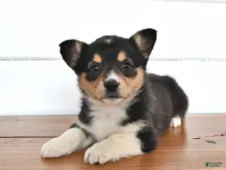 Welsh Corgi Pembroke dogs for sale: Honey - Ad 4