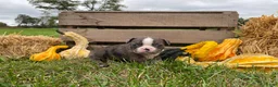 Boston Terrier dogs for sale: Gem - Ad 4