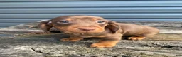Miniature Dachshund dogs for sale: Maverick - Ad 3