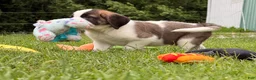 Saint Bernard dogs for sale: Boxer - Ad 7