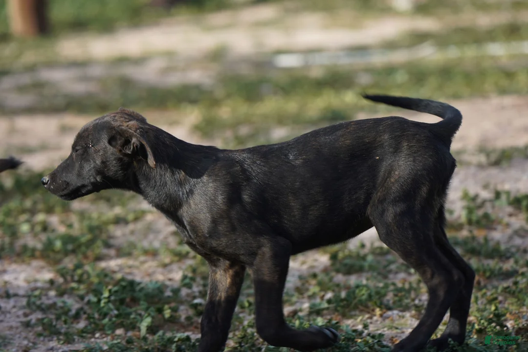 Dutch Shepherd dogs for sale: Dutch black brindle F - Ad 14