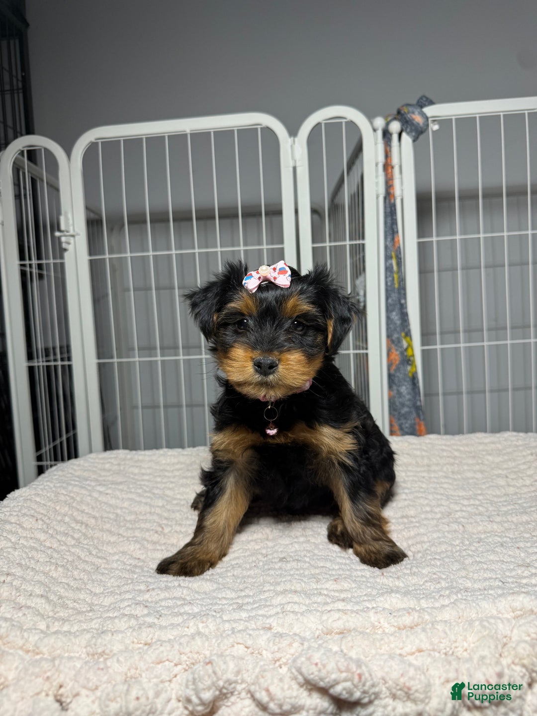 Yorkshire Terrier dogs for sale: Dolly - Ad 3