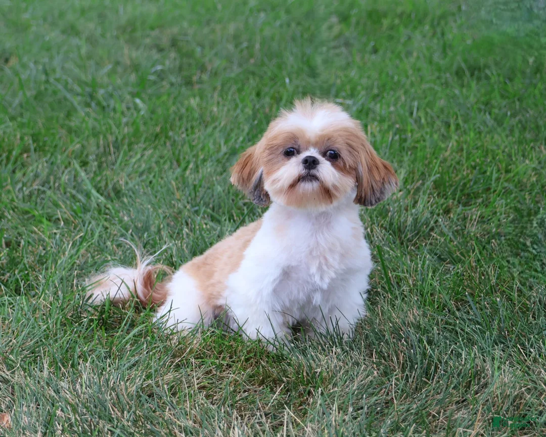 Shih Tzu dogs for sale: Fancy - Ad 6