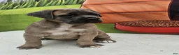Cane Corso dogs for sale: COCO - Ad 5