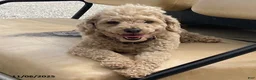 Toy Poodle dogs for sale: Joey - Ad 4