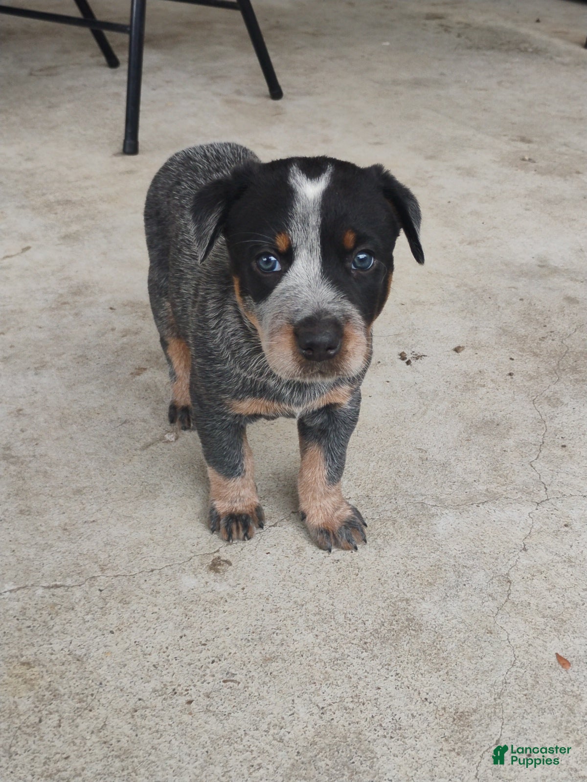 Australian Cattle Dog dogs Australian Cattle Dog Puppy 2 - Ad 4