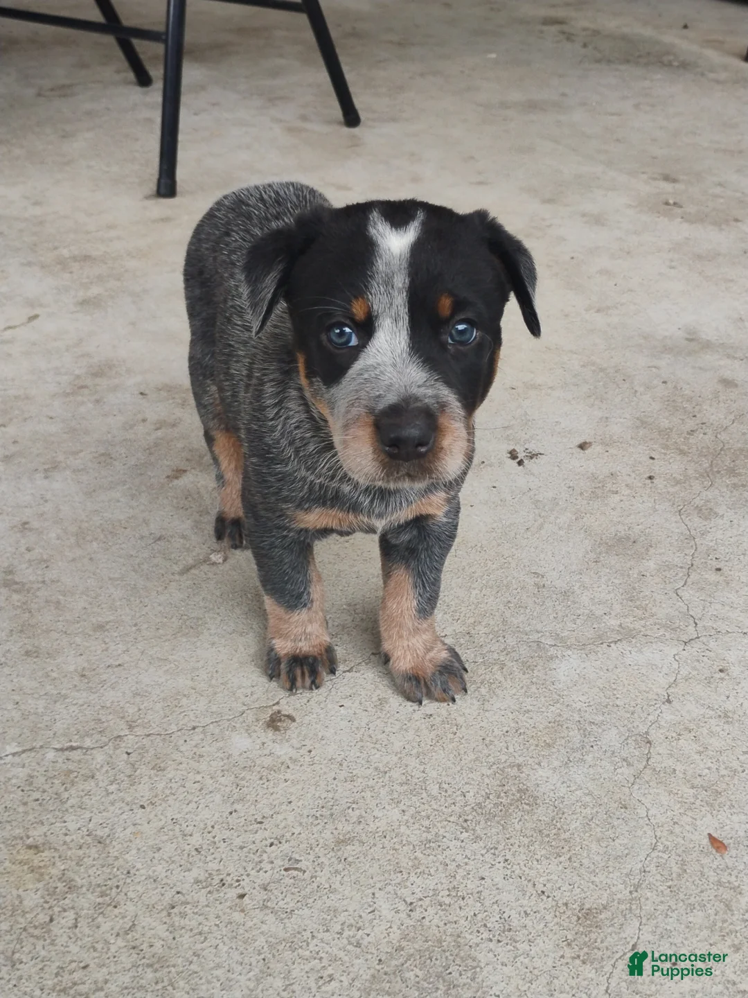 Australian Cattle Dog dogs for sale: Australian Cattle Dog Puppy 2 - Ad 1
