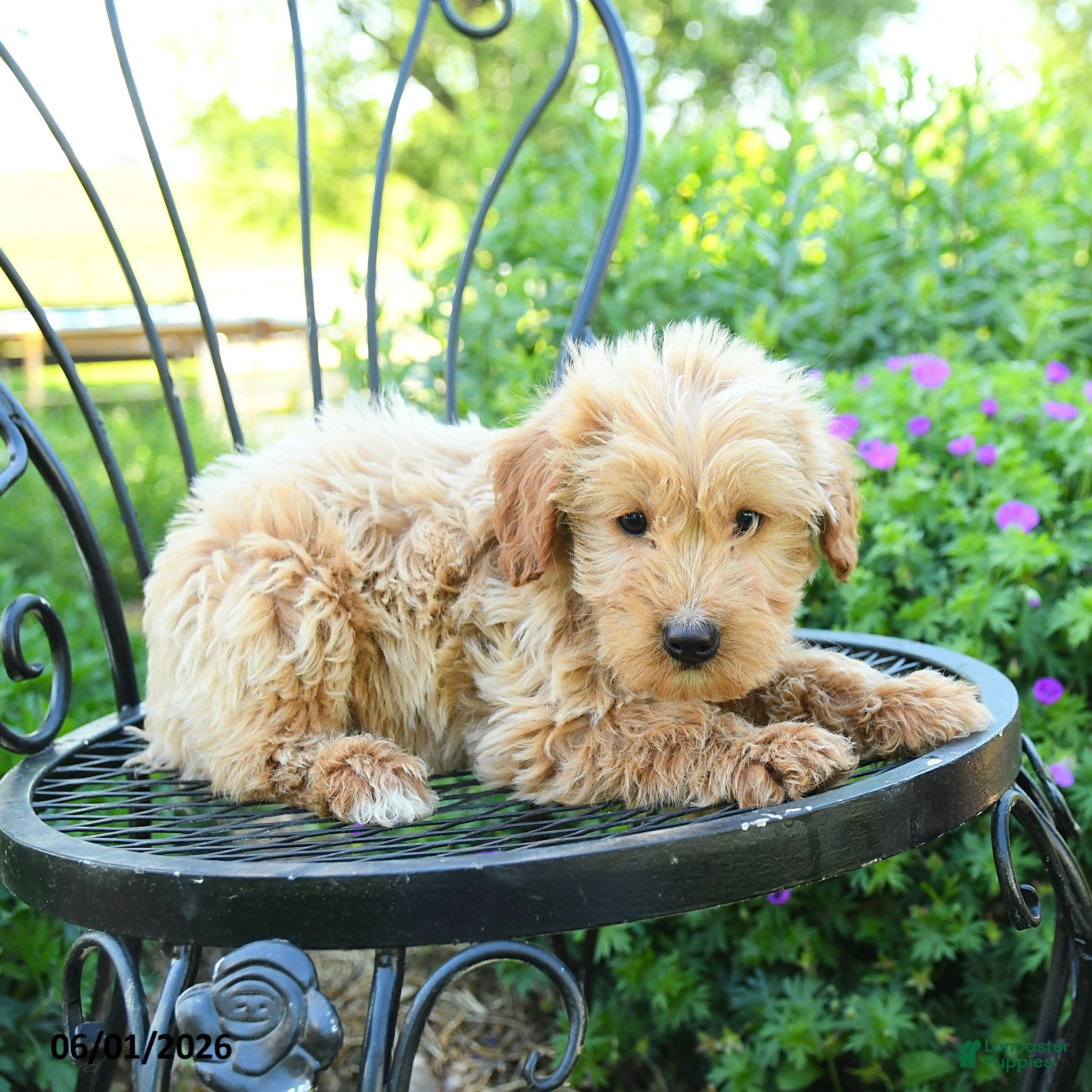 Mixed Breed dogs Palmer - Ad 2