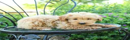 Mixed Breed dogs for sale: Palmer - Ad 2
