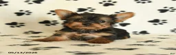 Yorkshire Terrier dogs for sale: Lulu - Ad 5