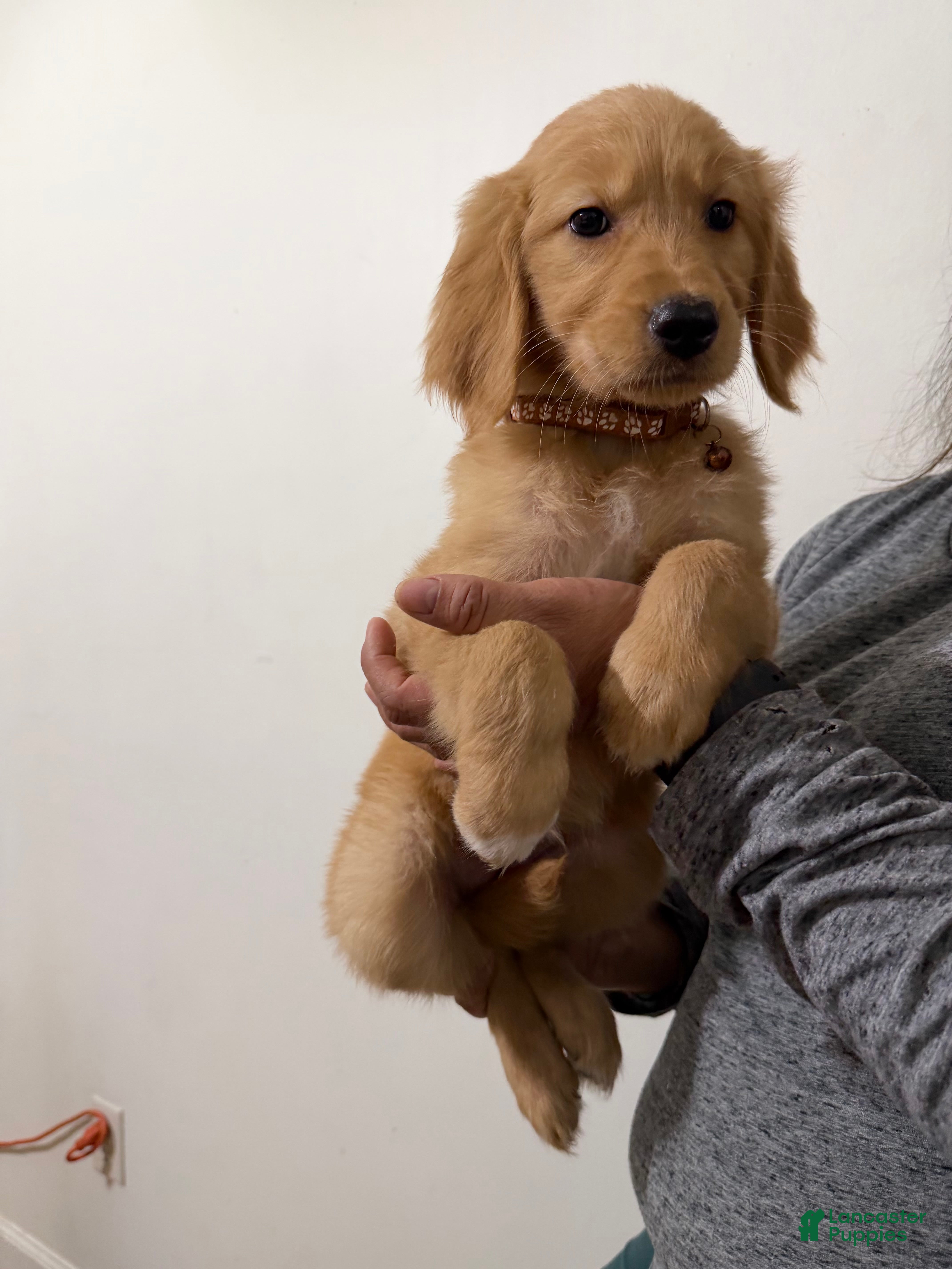 Golden Retriever dogs Winnie - Ad 2