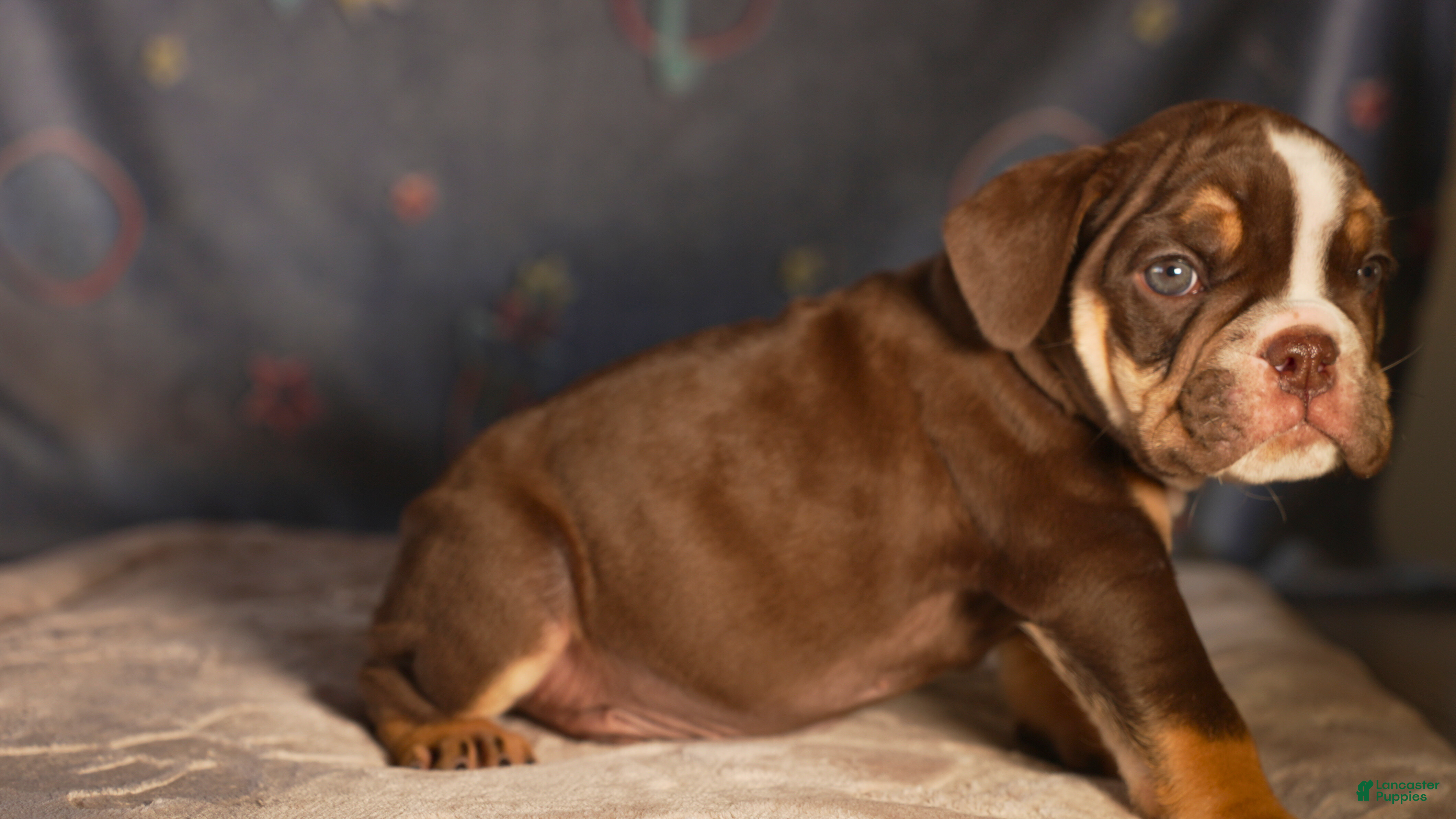 English Bulldog dogs Atlas  - Ad 1