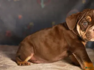 English Bulldog dogs for sale: Atlas - Ad 3