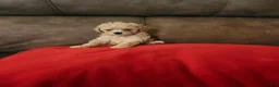 Toy Poodle dogs for sale: Toy Poodle Puppy 2 - Ad 3