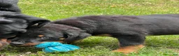 Rottweiler dogs for sale: Rottweiler Puppy 1 - Ad 5
