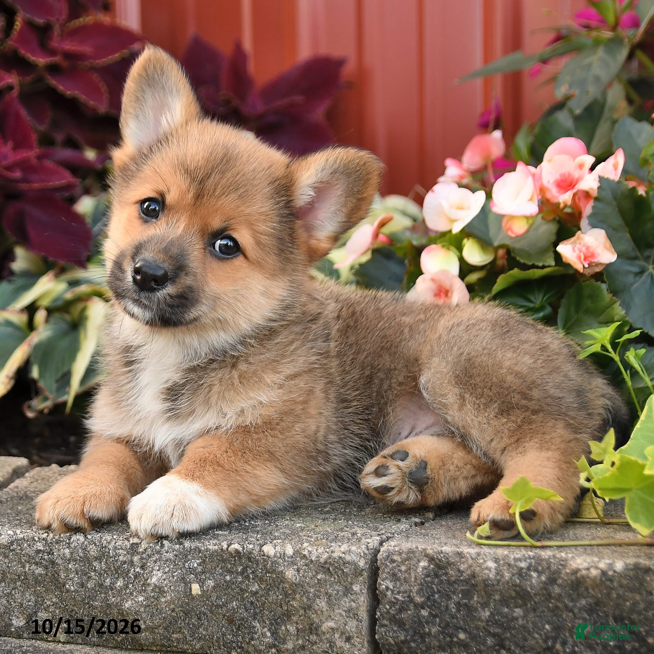 Pomeranian dogs Cinnamon - Ad 2
