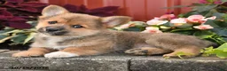 Pomeranian dogs for sale: Cinnamon - Ad 2