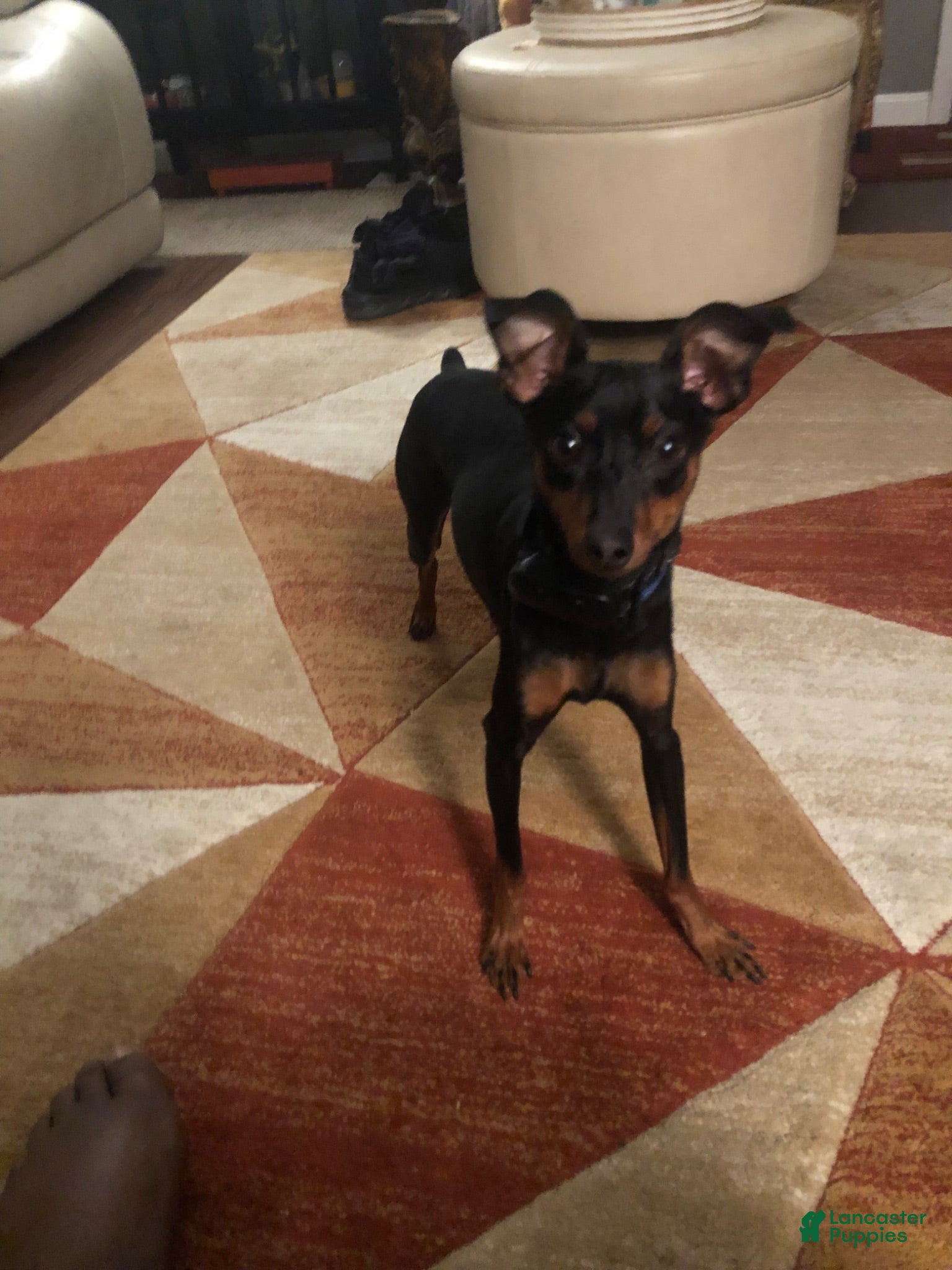 Miniature Pinscher dogs Miniature Pinscher 1 - Ad 6