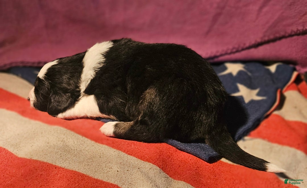 Border Collie dogs for sale: Elfrank - Ad 15