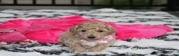 Bichpoo dogs for sale: Aubrey - Ad 3