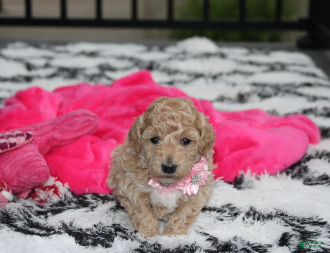 Bichpoo dogs for sale: Aubrey - Ad 21