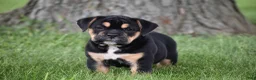Beabull dogs for sale: Max - Ad 1